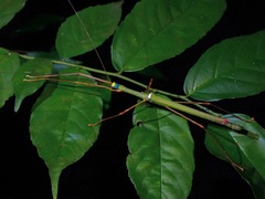 Marmessoidea rosea