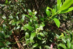 Gaultheria appressa