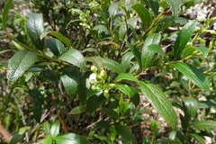 Gaultheria appressa
