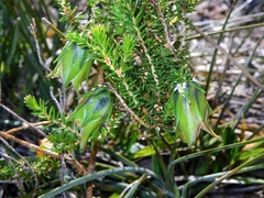 Darwinia helichrysoides