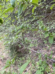Cornus sessilis