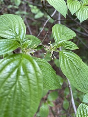 Cornus sessilis