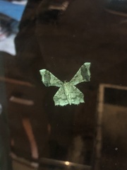 Krananda oliveomarginata