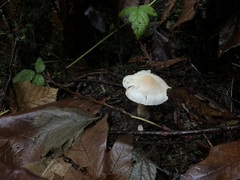 Inocybe pallidicremea