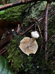 Inocybe pallidicremea