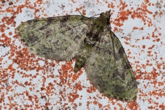 Chloroclystis neoconversa
