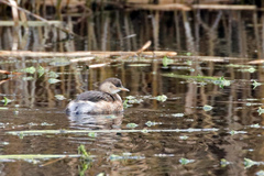 Tachybaptus ruficollis