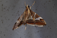 Agrioglypta fulguralis