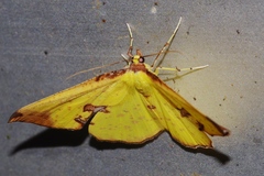 Corymica pryeri