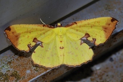 Corymica pryeri