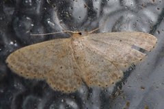 Scopula personata