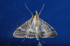 Agrioglypta itysalis