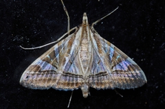 Agrioglypta itysalis
