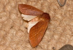 Janthinisca albicostata