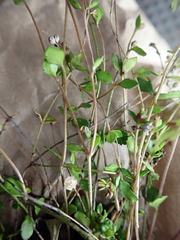 Gonocarpus aggregatus