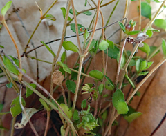 Gonocarpus aggregatus