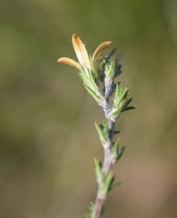 Wahlenbergia cinerea