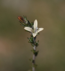 Wahlenbergia cinerea