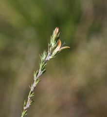 Wahlenbergia cinerea