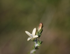 Wahlenbergia cinerea