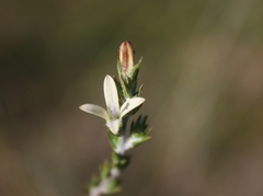 Wahlenbergia cinerea