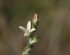 Wahlenbergia cinerea