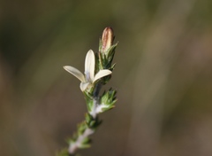 Wahlenbergia cinerea