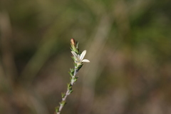 Wahlenbergia cinerea