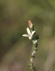 Wahlenbergia cinerea