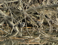 Turdus eunomus