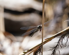 Austroaeschna subapicalis