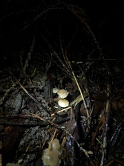 Hodophilus paupertinus