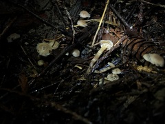 Hodophilus paupertinus