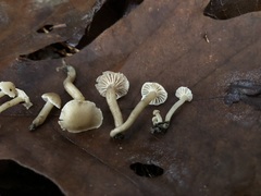 Hodophilus paupertinus