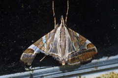 Agrioglypta itysalis