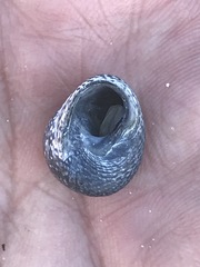 Chlorodiloma odontis