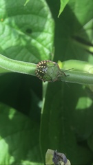 Nezara viridula