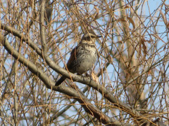Turdus eunomus
