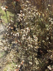 Dracophyllum subulatum