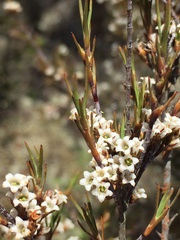 Dracophyllum subulatum