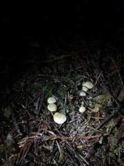 Hodophilus paupertinus