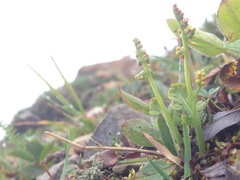 Botrychium ascendens