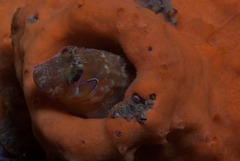 Chalaroderma ocellata