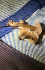 Hodophilus paupertinus