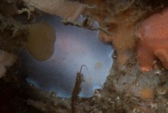 Doriopsilla capensis