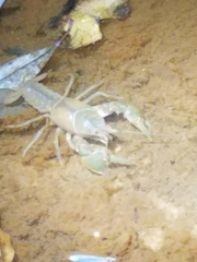 Cambarus latimanus