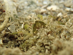 Halicarcinus
