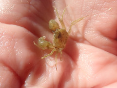 Halicarcinus