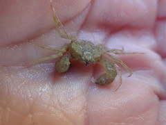 Halicarcinus