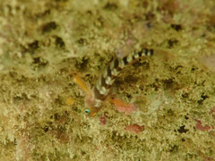 Notoclinops segmentatus
